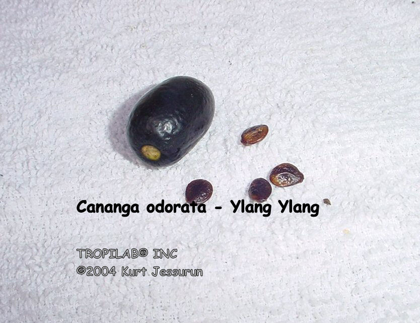 Cananga odorata - Ylang Ylang fruit
