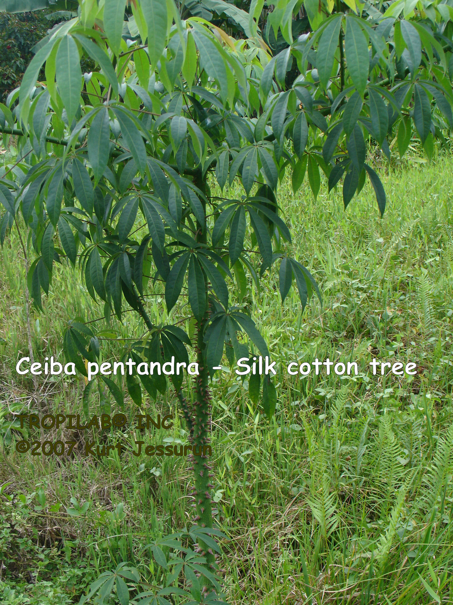 Ceiba pentandra - Kapok young tree