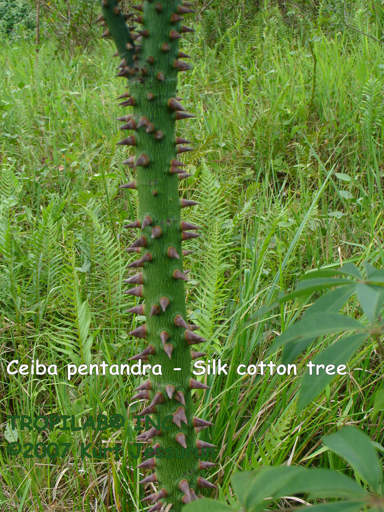 Ceiba pentandra - Kapok tree young stem