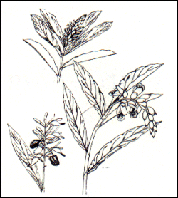 Alpinia galanga flower