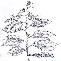 Cestrum latifolium - Bitter greens