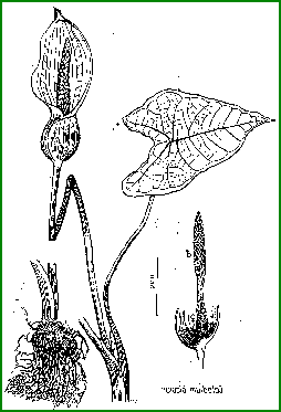 Caladium bicolor