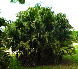 Chinese fan palm