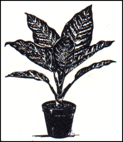 Dieffenbachia seguine - Dumbcane