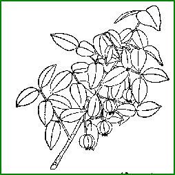 Eugenia uniflora - Surinam cherry