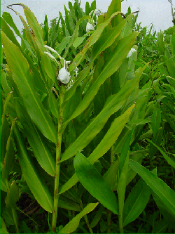 Hedychium Coronarium Butterfly Lily