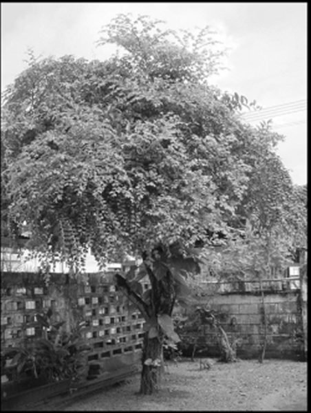 Zizyphus mauritiana - Indian jujube tree