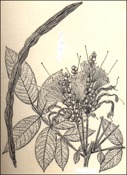 Inga edulis Mart., 1837 - Fabacées (Fabaceae Lindl., 1836) de