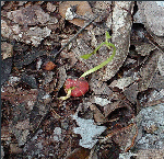 Ladybug tree germination