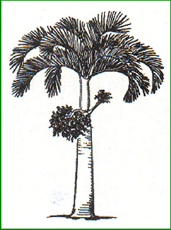 Veitcha merrillii - Manila palm