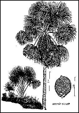 Mauritia flexuosa - Mauriti palm