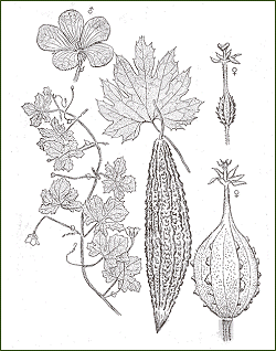 Momordica Charantia L Bitter Melon