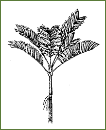 Pinanga Coronata - Coronata palm