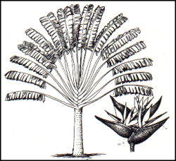 Ravenala madagascariensis - Traveler's palm