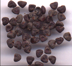 Roselle seeds