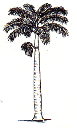 Roystonea regia - Royal palm