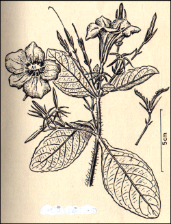 Ruellia tuberosa