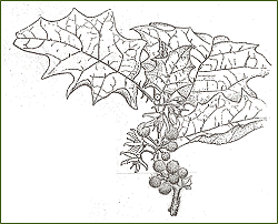 Solanum Stramonifolium