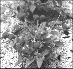 Gomphrena globosa-Stanfaste