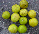 Tahiti lime fruits