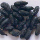 trinidad tonka bean