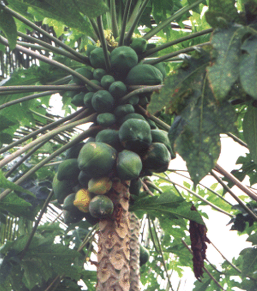 tropicalfruit