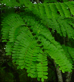 COPPER POD TREE LEAVES